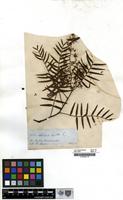 Filed as Schinus molle L. [family ANACARDIACEAE]