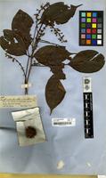 Filed as Castanella paullinioides Spruce [family SAPINDACEAE]