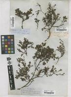 Filed as Pultenaea fasciculata Benth. [family FABACEAE]