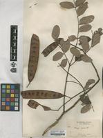 Filed as Albizia procera Benth.. [family FABACEAE]