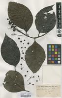Filed as Adina polycephala Benth. var. noei Craib [family RUBIACEAE]