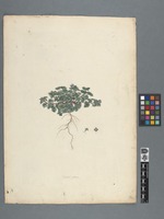 Veronica glauca