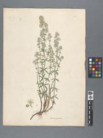 Galium junceum