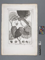 Trinity College Dublin Herbarium Library Stirpes Novae
