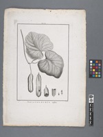 Aristolochia sipho