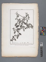Illecebrum frutescens