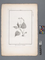 Begonia Erminea