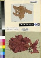 Filed as Pugetia harveyana (J.Agardh) R.E.Norris [family KALLYMENIACEAE]
