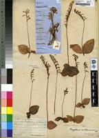 Syntype of Tryphia orthoceras Harv. [family ORCHIDACEAE]