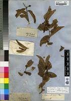 Isotype of Sclerocroton integerrimus Hochst. [family EUPHORBIACEAE]