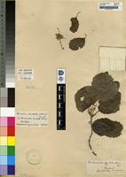 Holotype of Homalium dentatum Harv. [family FLACOURTIACEAE]