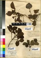 Type of Pavetta cooperi Harv.and Sond. [family RUBIACEAE]