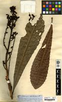 Type of Cespedesia spathulata Planch. [family OCHNACEAE]