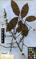 Filed as Sapindus [family SAPINDACEAE]