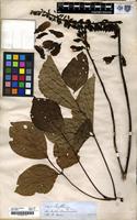Filed as Erythrina spruce [family LEGUMINOSAE]