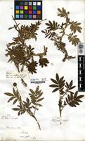 Filed as Acaena anserinifolia Druce [family ROSACEAE]