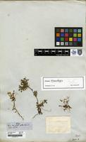Filed as Nierembergia spathulata Kunth [family SOLANACEAE]