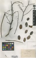 Filed as Albizia procera Benth.. [family FABACEAE]