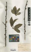 Filed as Prunus persica (L.) Batsch. [family ROSACEAE]