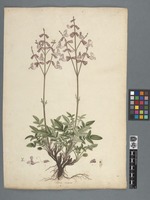Salvia ringens