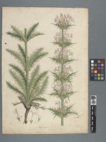 Morina persica