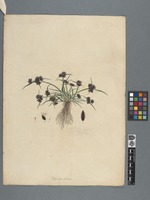 Cyperus fuscus