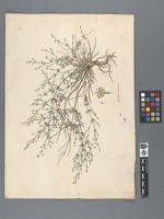 Galium suberosum