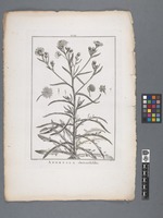 Andryala cheiranthifolia
