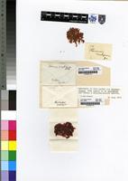 Filed as Chondrococcus hornemanni [family PLOCAMIACEAE]