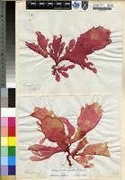 Filed as Pugetia dentata R.E.Norris [family KALLYMENIACEAE]