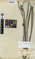 Filed as Calyptrostylis longirostris Nees [family CYPERACEAE]