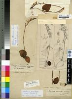 Type of Tryphia orthoceras Harv. [family ORCHIDACEAE]