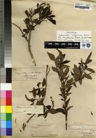 Isolectotype of Sclerocroton integerrimus Hoscht. [family EUPHORBIACEAE]