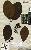 Isotype of Tabernaemontana pauciflora Spruce ex Müll.Arg [family APOCYNACEAE]
