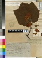 Syntype of Dombeya burgessiae Gerrard ex Harvey [family STERCULIACEAE]