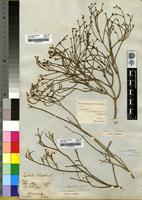 Filed as Euphorbia arceuthobioides Boiss. [family EUPHORBIACEAE]