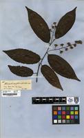 Holotype of Homalium pedicellatum Spruce [family FLACOURTIACEAE]