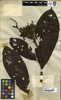 Filed as Isertia hypoleuca Benth. [family RUBIACEAE]