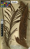 Filed as Blechnum tabulare (Thunb.) Kuhn [family BLECHNACEAE]