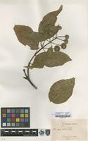 Filed as Adina nobilis Geddes [family RUBIACEAE]