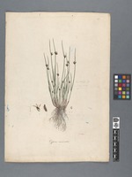 Cyperus mucronatus