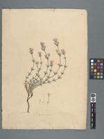 Asperula incana
