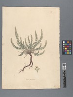 Galium apiculatum