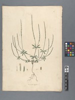 Crucianella latifolia