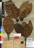 Holotype of Breonia tayloriana Razafim. [family RUBIACEAE]