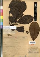 Isotype of Neonauclea macrostipula Capuron [family RUBIACEAE]