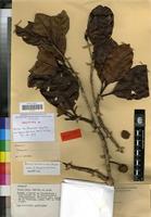 Holotype of Breonia tsaratananensis Razafim. [family RUBIACEAE]