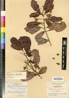 Isotype of Nesogordonia humbertii Capuron [family STERCULIACEAE]