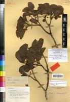 Holotype of Breonia capuronii Razafim. [family RUBIACEAE]
