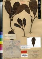 Holotype of Breonia fragifera Capuron ex Razafim. [family RUBIACEAE]